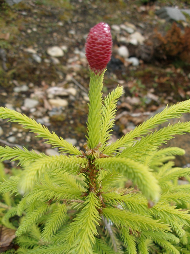 Picea abies dandelion описание